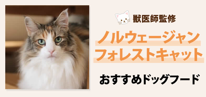 獣医師監修 ノルウェージャンフォレストキャットの餌の選び方とおすすめのキャットフード キャットフード相談所