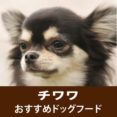 獣医師監修 チワワの餌の選び方とおすすめのドックフード ドッグフード相談所