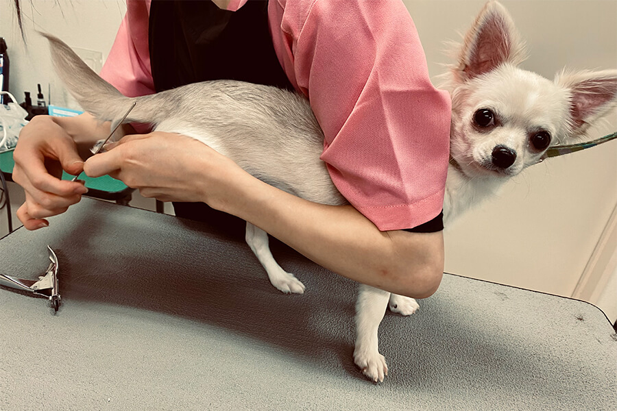 爪切りイメージ