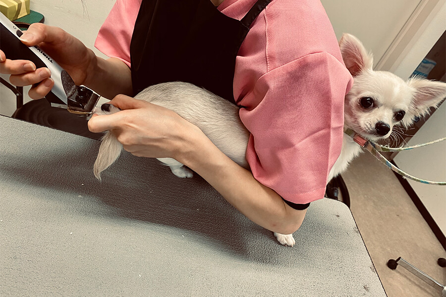 足裏と肛門回りイメージ