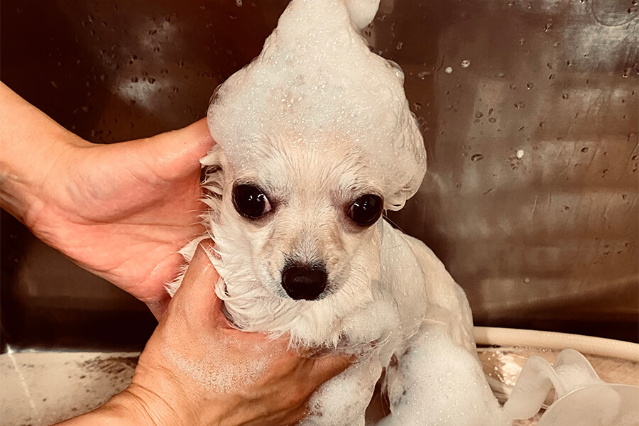 シャンプーイメージ