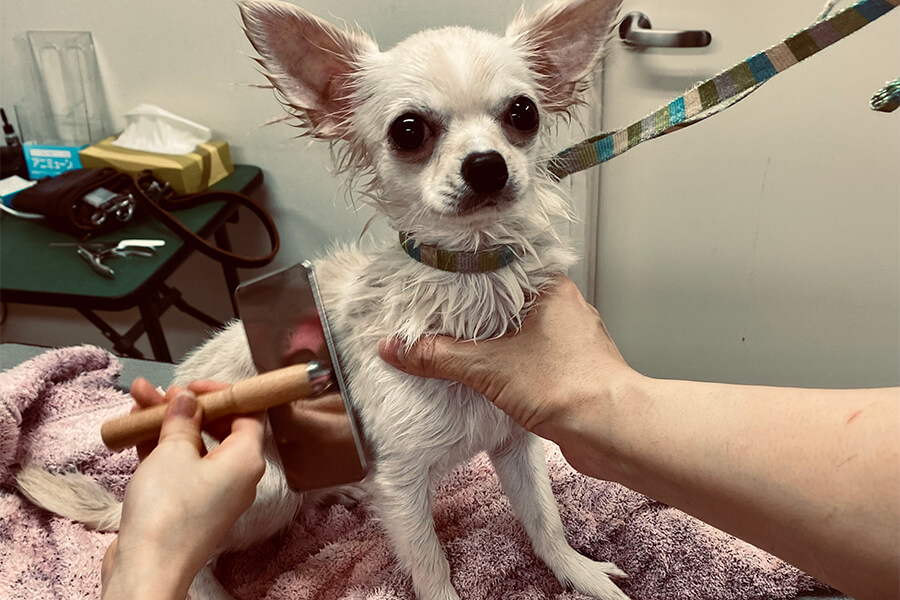 ブローイメージ