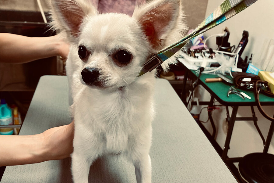 カット・仕上げイメージ